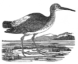 whimbrel engraving