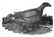 white grouse, ptarmigan engraving