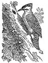woodpecker engraving
