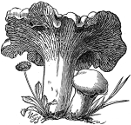 chantarelle engraving