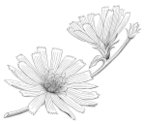 chicory image 1