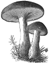clouded mushroom engraving