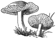 hygrophorus pratensis engraving