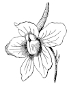 larkspur image