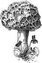 morel engraving