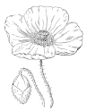 poppy image