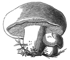 St. Georges mushroom engraving