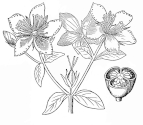 St. John's wort image