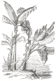 banana tree engraving