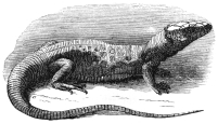 iguana engraving