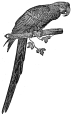 bird, macaw engraving