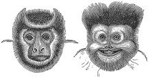monkey faces engraving