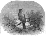 Sabina, bird engraving