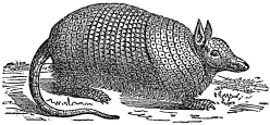 tatu armadillo engraving