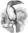 bird, toucan engraving