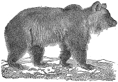 bear engraving