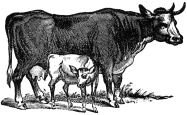 cow and calf engraving