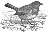 bird, English robin engraving