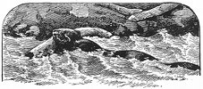 swimming beaver engraving