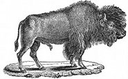 bison engraving