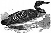 diving bird, loon engraving
