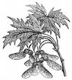 maple branch engraving
