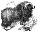 muskox engraving