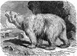 polar bear engraving