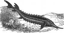 fish, sturgeon engraving