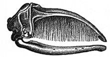whale mouth and baleen engraving