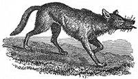 wolf engraving