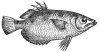 Archer-fish engraving