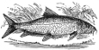 Barbel engraving