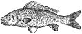 Carp engraving