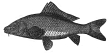 Carp engraving