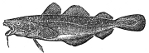 Cod engraving