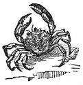 crab engraving