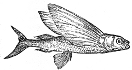 Flying Fish engraving