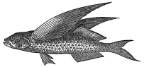 Flying fish engraving