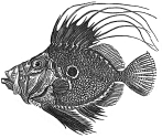 John Dory engraving