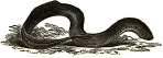 Lamprey engraving