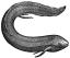 Lepidosiren engraving