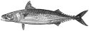 Mackerel engraving