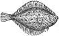 Plaice engraving