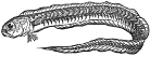 Red Band-fish engraving