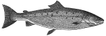 Salmon engraving