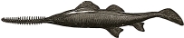 Sawfish engraving