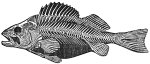 Perch skeleton engraving