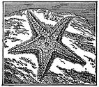starfish engraving
