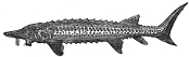 Sturgeon engraving